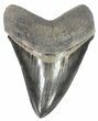 Serrated, Megalodon Tooth - Excellent Tip #69766-1